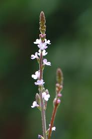 Image result for Verbena officinalis