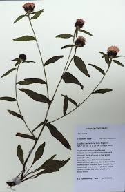 Image result for Centaurea nigra