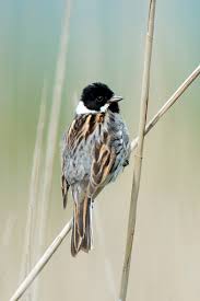 Attēlu rezultāti vaicājumam “Emberiza schoeniclus male”