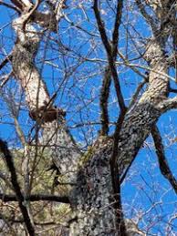 Attēlu rezultāti vaicājumam “Phellinus robustus”