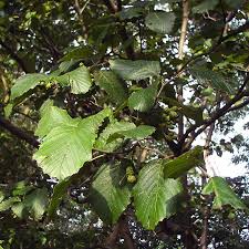 Attēlu rezultāti vaicājumam “Alnus incana leaf”