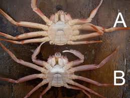 Image result for Chionoecetes opilio