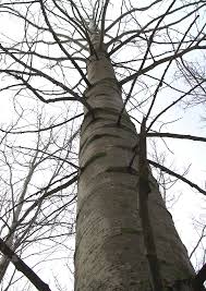 Attēlu rezultāti vaicājumam “Populus x lettland”