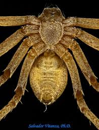 Attēlu rezultāti vaicājumam “Philodromidae”