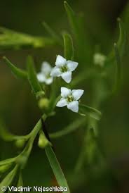 Attēlu rezultāti vaicājumam “Thesium alpinum”