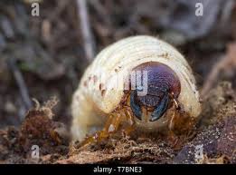 Attēlu rezultāti vaicājumam “Oryctes nasicornis larva”