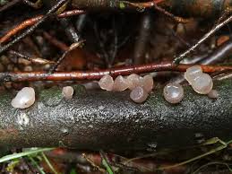 Attēlu rezultāti vaicājumam “Neobulgaria pura”