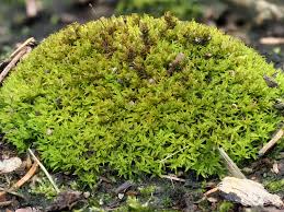 Attēlu rezultāti vaicājumam “Brachythecium salebrosum sporophyte”
