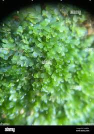 Attēlu rezultāti vaicājumam “Riccardia palmata”