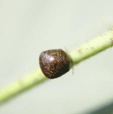 Attēlu rezultāti vaicājumam “Cribraria atrofusca macro”