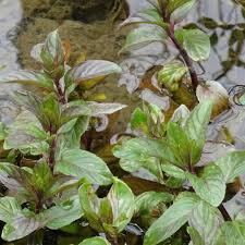 Attēlu rezultāti vaicājumam “Mentha aquatica leaf”