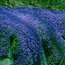 Image result for Aubrieta hybrida (cultorum)