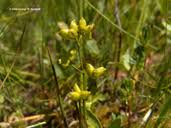 Attēlu rezultāti vaicājumam “Scheuchzeria palustris flower”