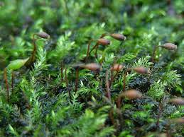 Attēlu rezultāti vaicājumam “Rhynchostegiella tenella”