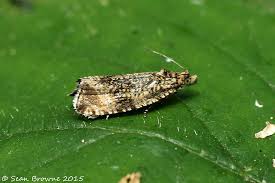 Attēlu rezultāti vaicājumam “Orthotaenia undulana”