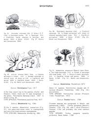 Attēlu rezultāti vaicājumam “Diderma testaceum young”