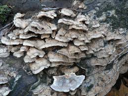 Attēlu rezultāti vaicājumam “Cerrena unicolor”