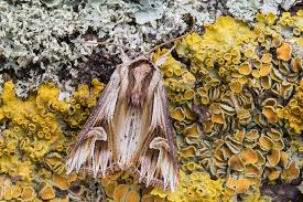 Attēlu rezultāti vaicājumam “Actinotia polyodon”