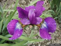 Attēlu rezultāti vaicājumam “Iris sibirica flower”
