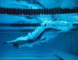 Image result for Swansea Finswimming Club