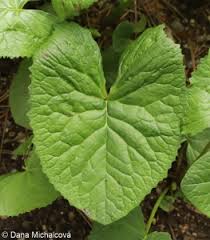 Attēlu rezultāti vaicājumam “Ligularia sibirica”