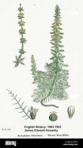 Attēlu rezultāti vaicājumam “Myriophyllum alterniflorum leaf”