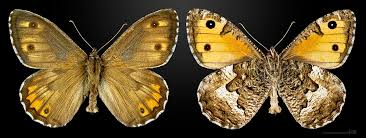 Attēlu rezultāti vaicājumam “Hipparchia semele”