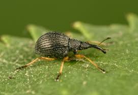 Attēlu rezultāti vaicājumam “Protapion sp.”