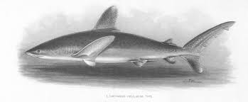 Image result for Carcharhinus longimanus