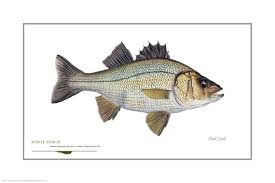 Image result for Morone americana