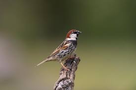 Image result for Passer hispaniolensis