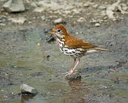 Image result for Hylocichla mustelina