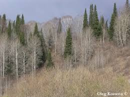 Attēlu rezultāti vaicājumam “Abies sibirica”