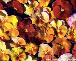 Image result for Viola x wittrockiana `Hiemalis`