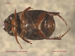 Attēlu rezultāti vaicājumam “Serica brunnea imago”