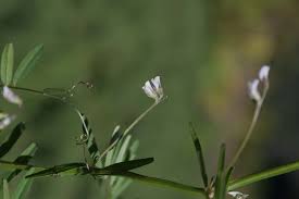 Attēlu rezultāti vaicājumam “Vicia hirsuta flower”