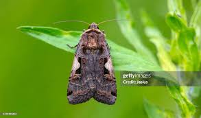 Attēlu rezultāti vaicājumam “Xestia c-nigrum”