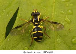 Attēlu rezultāti vaicājumam “Xanthogramma sp.”