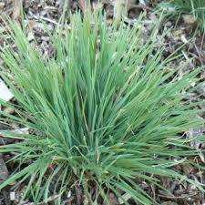 Attēlu rezultāti vaicājumam “Koeleria glauca leaf”