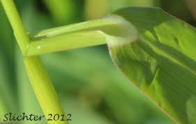 Attēlu rezultāti vaicājumam “Echinochloa crus-galli leaf”