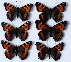 Attēlu rezultāti vaicājumam “Aglais urticae”