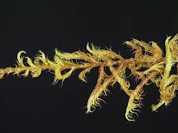 Attēlu rezultāti vaicājumam “Drepanocladus aduncus”