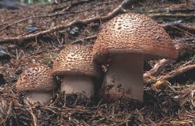 Attēlu rezultāti vaicājumam “Amanita rubescens”