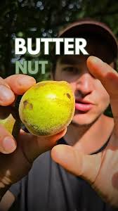 Attēlu rezultāti vaicājumam “Juglans cinerea fruit”