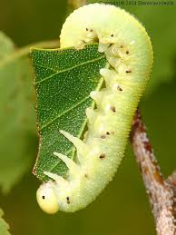 Attēlu rezultāti vaicājumam “Cimbex femoratus larva”