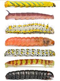 Attēlu rezultāti vaicājumam “Diacrisia sannio larva”