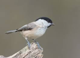 Image result for Poecile palustris