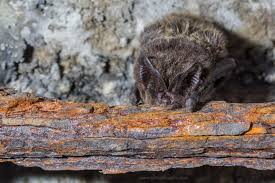 Attēlu rezultāti vaicājumam “Barbastella barbastellus”