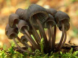 Attēlu rezultāti vaicājumam “Mycena stipata”