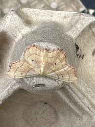 Attēlu rezultāti vaicājumam “Idaea emarginata”